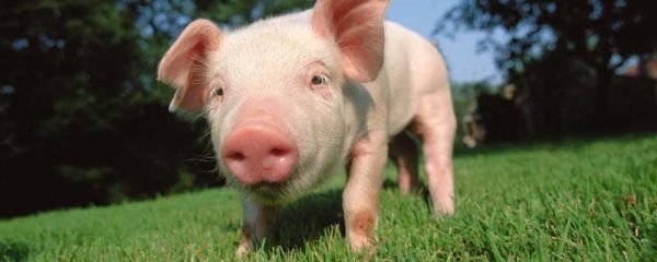 没见过猪跑下一句叫什么 没见过猪跑的上一句是什么