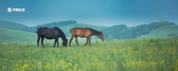 写草原的比喻句 草原的比喻句