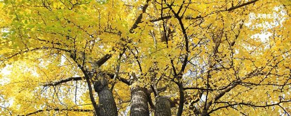 枝芽造句 枝芽什么意思