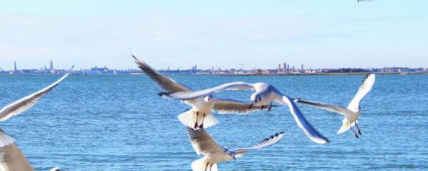 学诸士作精卫衔石填海翻译及赏析 学诸进士作精卫衔石填海后六句表达作者什么人生态度