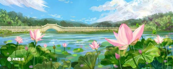 写荷花的比喻句 荷花的比喻句