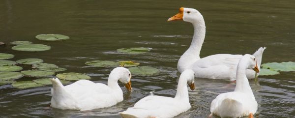鸿鹄的寓意 鸿鹄的寓意象征意义