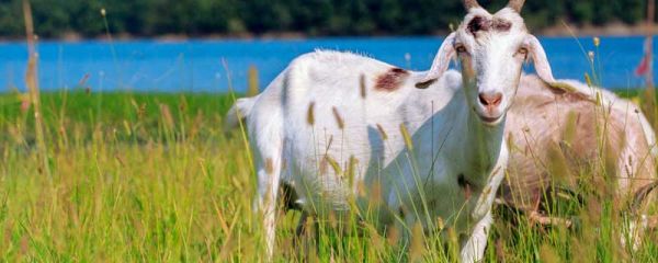 狼和七只小羊的主要内容 格林童话狼和七只小羊的主要内容