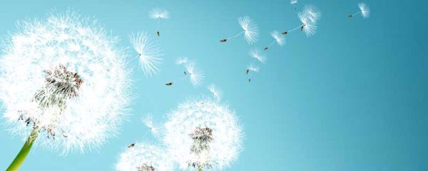 蒲公英的外貌描写	 蒲公英的外貌描写30字