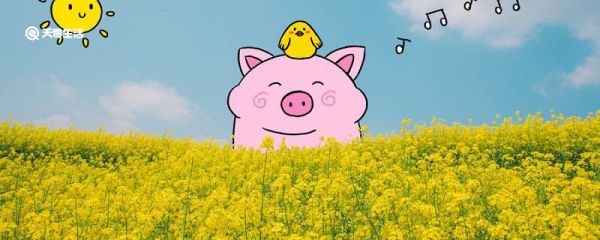 小猪唏哩呼噜主要内容 小猪唏哩呼噜主要内容概括