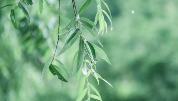 昨天傍晚下了一夜大雨修改病句 昨天傍晚下了一夜大雨修改病句怎么写