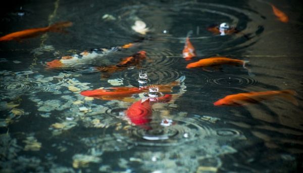 不同材料构成的物体在水中的沉浮有什么规律 不同材料构成的物体在水中的沉浮的规律