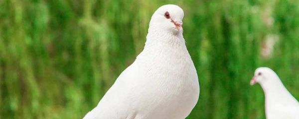 鸿雁传书源于哪个历史故事 鸿雁传书源自于哪个历史典故