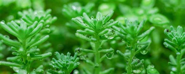 春夜喜雨表达了诗人怎样的感情 《春夜喜雨》原文