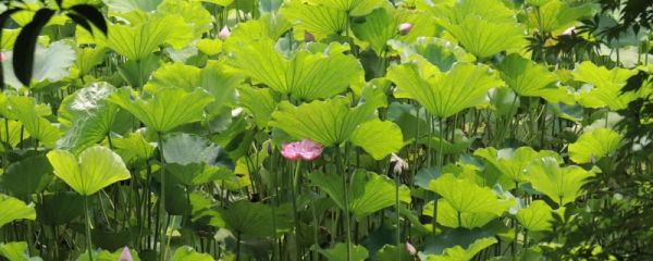 夏至发什么祝福语 夏至问候句子大全