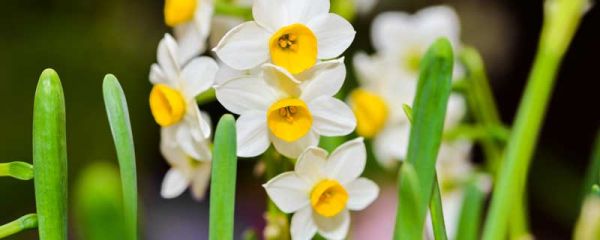 花儿开在春风里写具体 花儿开在春风里写具体怎么写