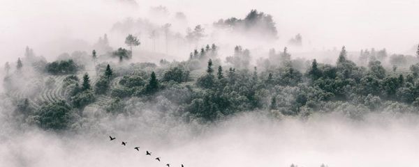 哀江南赋的作者是谁 《哀江南赋》原文