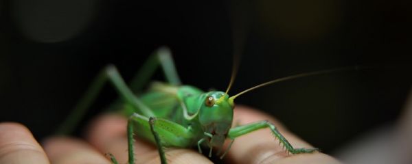 昆虫记绿蝈蝈内容概括 人教版昆虫记绿蝈蝈概括内容