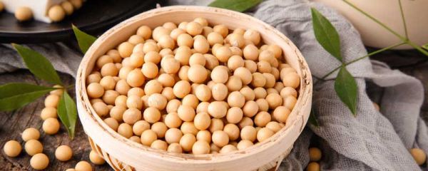 本是同根生相煎何太急比喻什么 本是同根生相煎何太急比喻什么意思