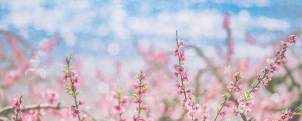 大林寺桃花描写的是什么季节的景色 《大林寺桃花》原文