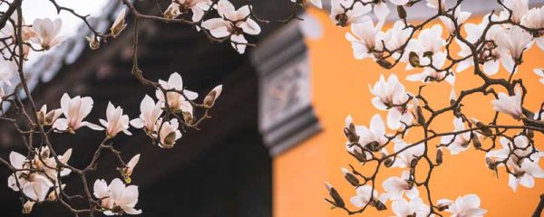 李清照花开花落终有时全诗 李清照花开花落终有时那首诗