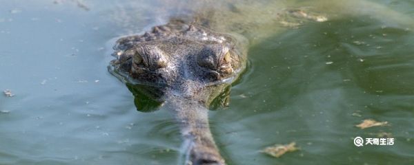 鳄鱼的眼泪告诉我们什么道理 鳄鱼的眼泪告诉我们一个什么道理