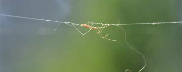 蛛丝马迹中的马一开始指的是什么  蛛丝马迹的出处