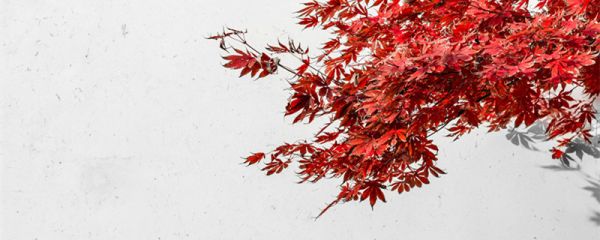 二月花是哪首诗 二月花的完整诗句