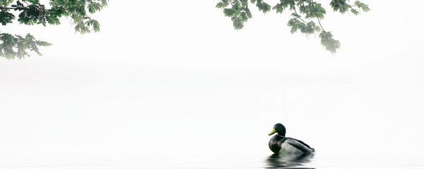 春江晓景古诗原文 恵祟春江晓景古诗