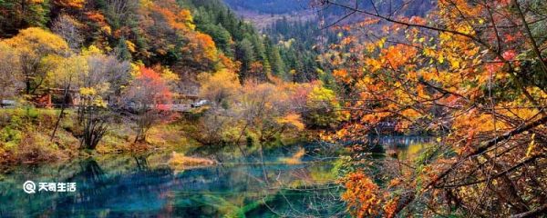 赞美秋天黄叶美景的诗句 形容秋天的黄叶美景诗句