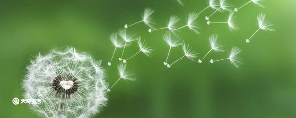 写蒲公英的比喻句 关于写蒲公英的比喻句