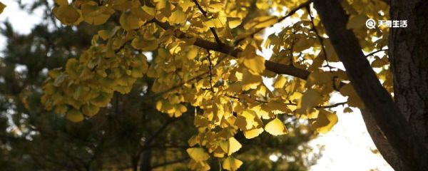 仆去年秋始游庐山文言文翻译 仆去年秋始游庐山全文翻译