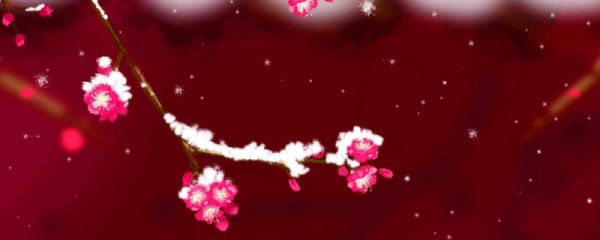 雪梅古诗的诗意怎么写 雪梅古诗表达了诗人怎样的感情