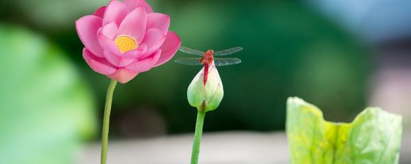 爱莲说描写莲花高洁质朴的句子是什么 爱莲说中描写莲花高洁质朴的句子