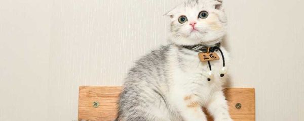郑振铎猫主要内容概括 猫郑振铎全文概括