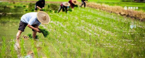 四时田园杂兴其三十一表现了什么 四时田园杂兴其三十一表现了什么情景