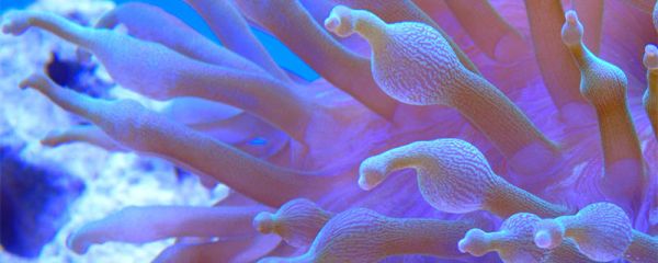 水中常见的微生物有哪些 水中微生物的作用