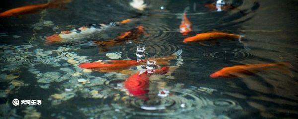 水至清则无鱼的意思 人至察则无友水至清则无鱼的意思