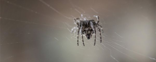 蟹蛛昆虫记主要内容概括 昆虫记是什么