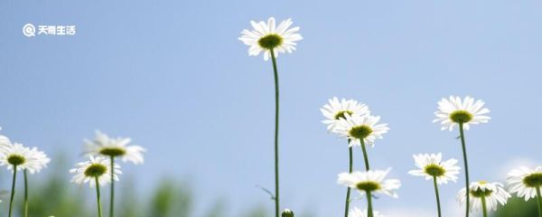夏日对雨赏析 夏日对雨翻译