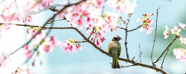 朱颜辞镜花辞树表达了什么 朱颜辞镜花辞树出自哪里