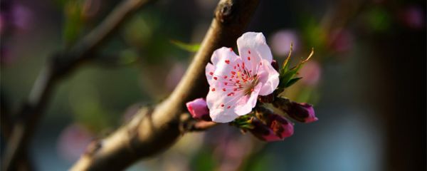 一树梨花压海棠是苏轼写给谁的诗 一树梨花压海棠苏轼全诗 一树梨花压海棠是苏轼的诗吗