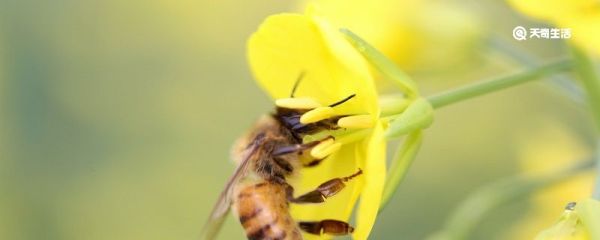 蜜蜂和蜘蛛的故事告诉我们什么 蜜蜂和蜘蛛的故事告诉我们什么道理