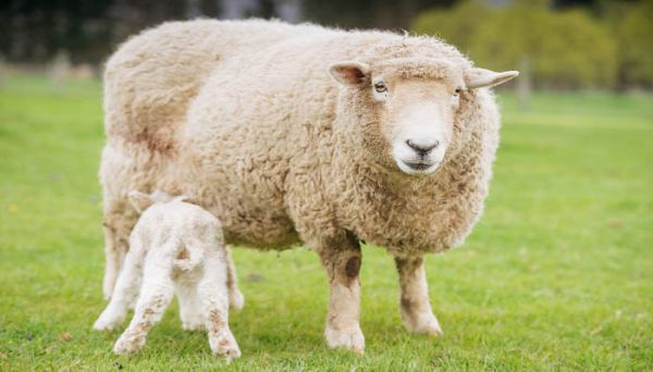laine和wool的区别 laine wool是什么意思