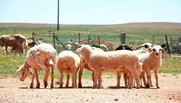 laine和wool的区别 laine wool是什么意思