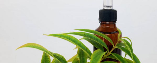 马齿苋提取物对皮肤的作用 马齿苋提取液功效