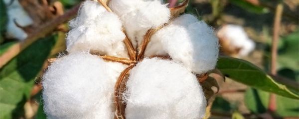纯棉植物纤维是什么面料 棉质植物纤维是纯棉吗