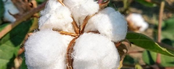 cotton是什么面料 cotton是啥面料