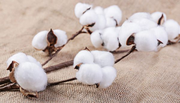 cotton是什么面料 cotton是啥面料
