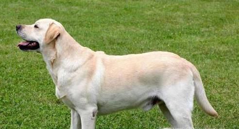 十个月前的拉布拉多犬饲养攻略