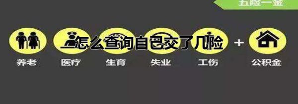 怎么查询自己交了几险