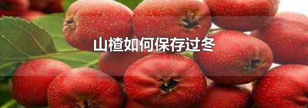 山楂如何保存过冬