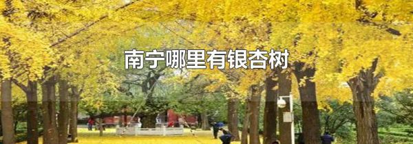 南宁哪里有银杏树