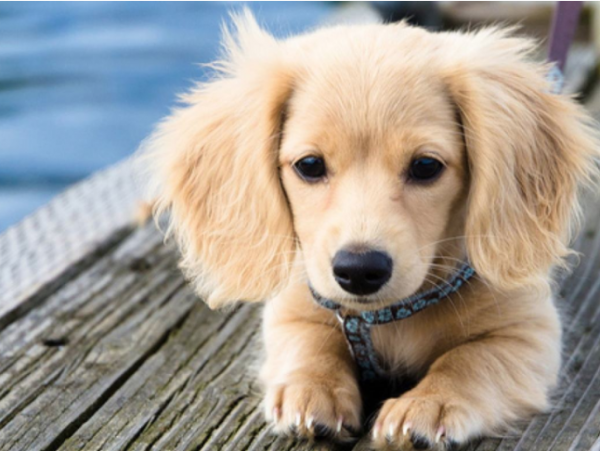 猫砂属于干垃圾还是湿垃圾? 宠物粪便属于干垃圾吗？