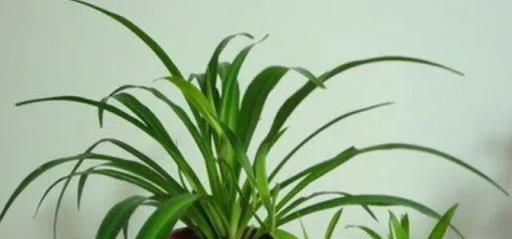 什么植物能够吸收尘埃